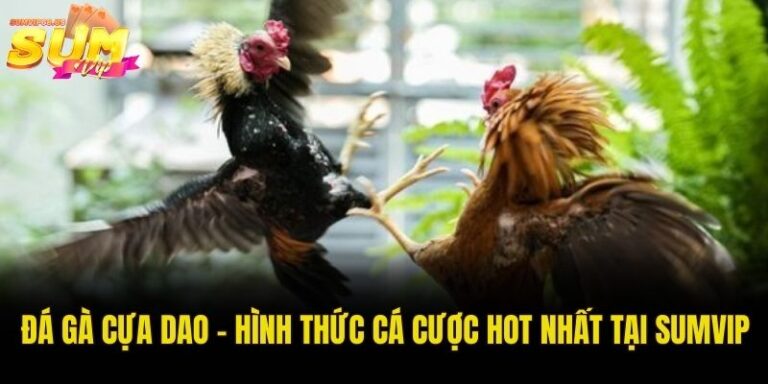 Đá gà cựa dao