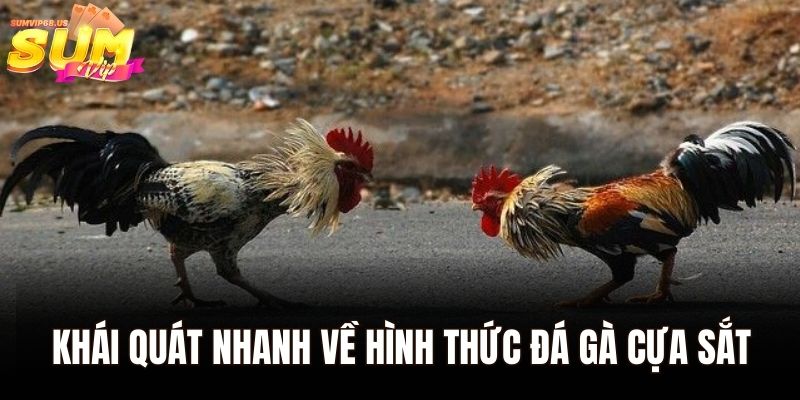 Khái quát nhanh về hình thức đá gà cựa sắt