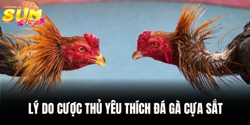 Lý do cược thủ yêu thích đá gà cựa sắt
