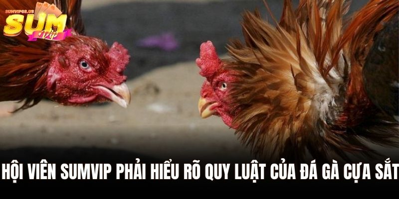 Hội viên Sumvip phải hiểu rõ quy luật của đá gà cựa sắt
