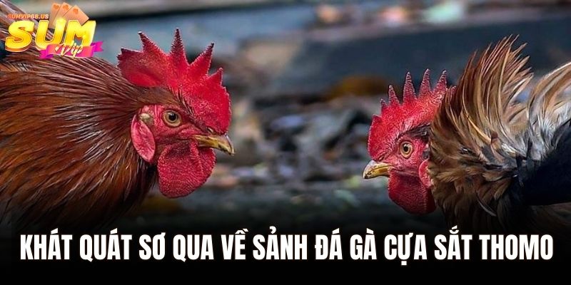 Khát quát sơ qua về sảnh đá gà cựa sắt Thomo