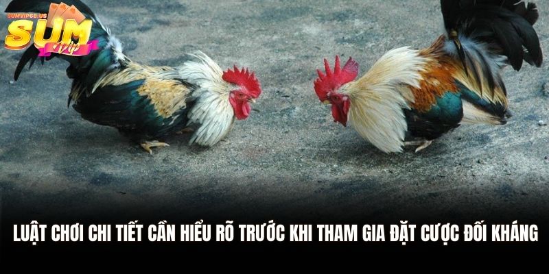 Luật chơi chi tiết cần hiểu rõ trước khi tham gia đặt cược đối kháng