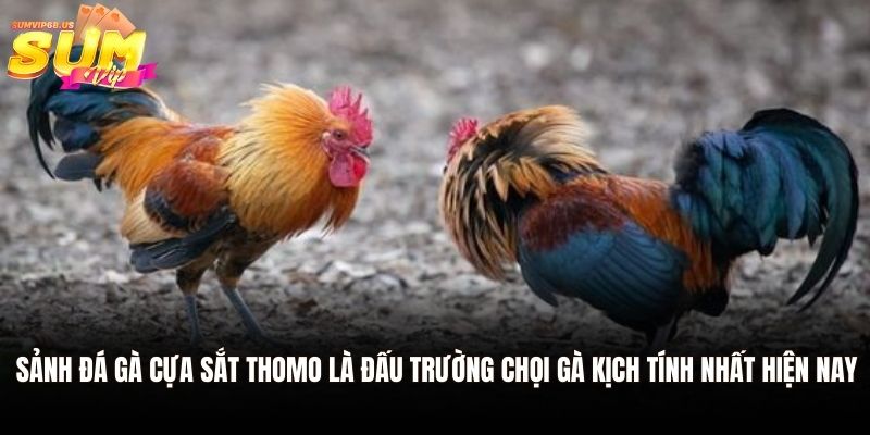 Sảnh đá gà cựa sắt Thomo là đấu trường chọi gà kịch tính nhất hiện nay