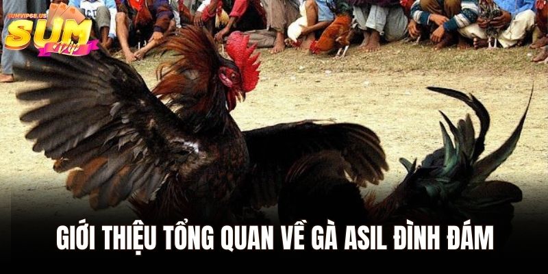 Giới thiệu tổng quan về gà Asil đình đám