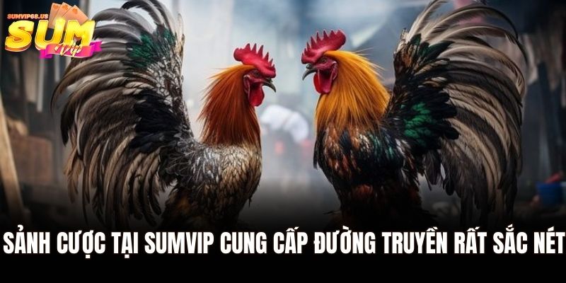 Sảnh cược tại Sumvip cung cấp đường truyền rất sắc nét
