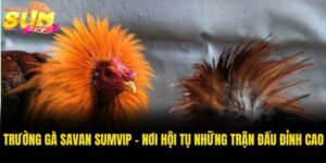 Trường gà Savan